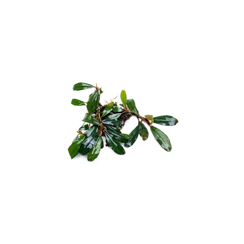 Bucephalandra Giant Motleyana Plant (10+ Leaves)