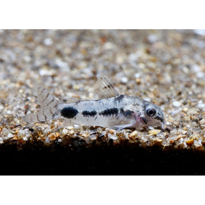 Corydoras – Habrosus 1-1.5cm