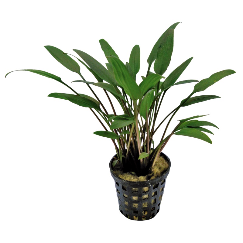 Cryptocoryne Nevelli 5cm pot
