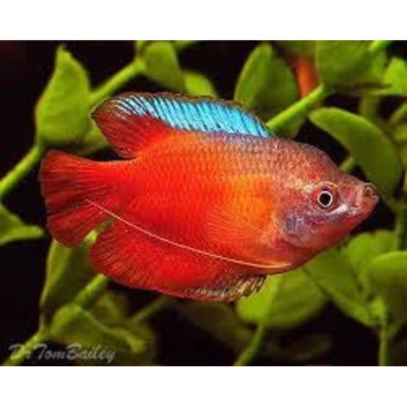 Dwarf Red Flame Gourami – Trichogaster Lalius 1 gourami male