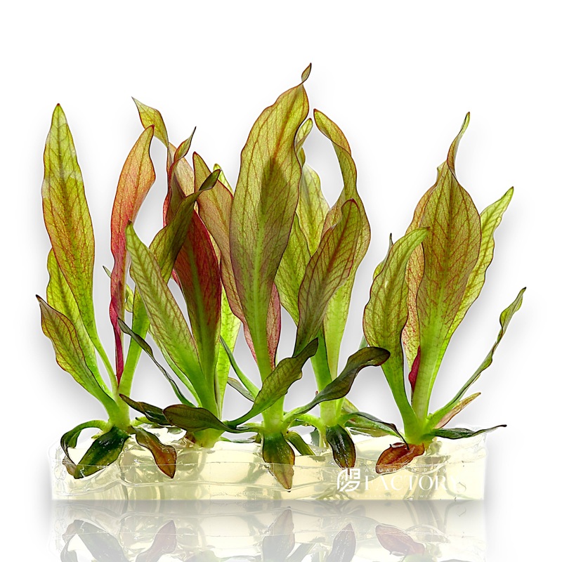 Echinodorus Pink Princess Vitro Culture