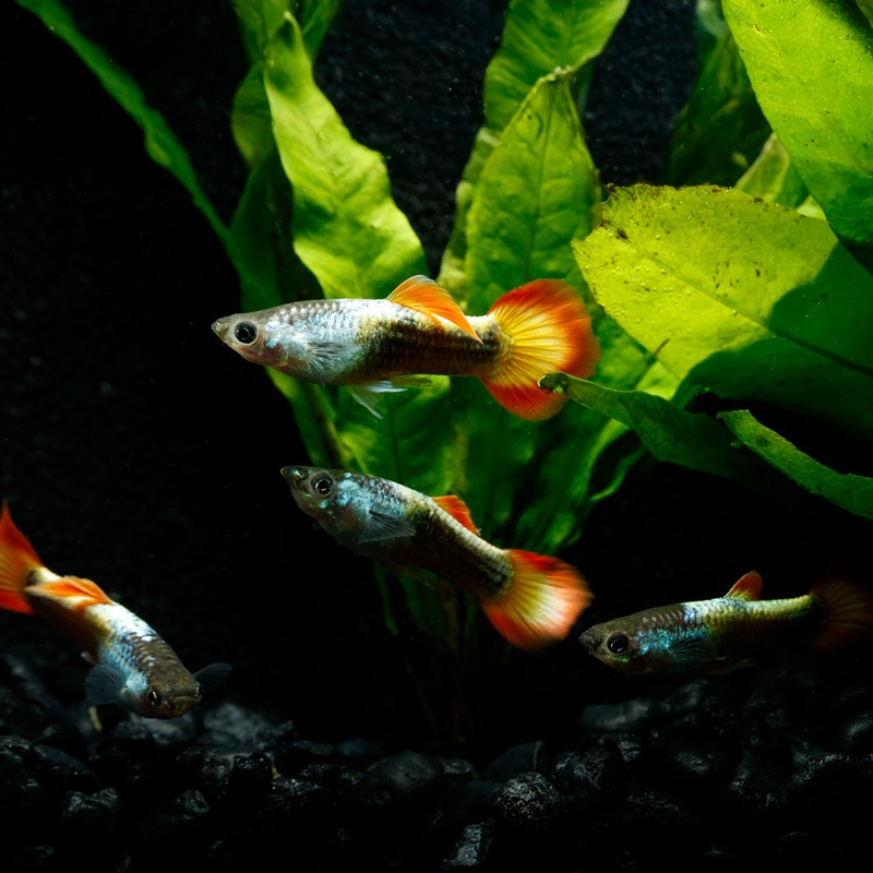 Flame Guppy | Poecilia Reticulatus Imported Male