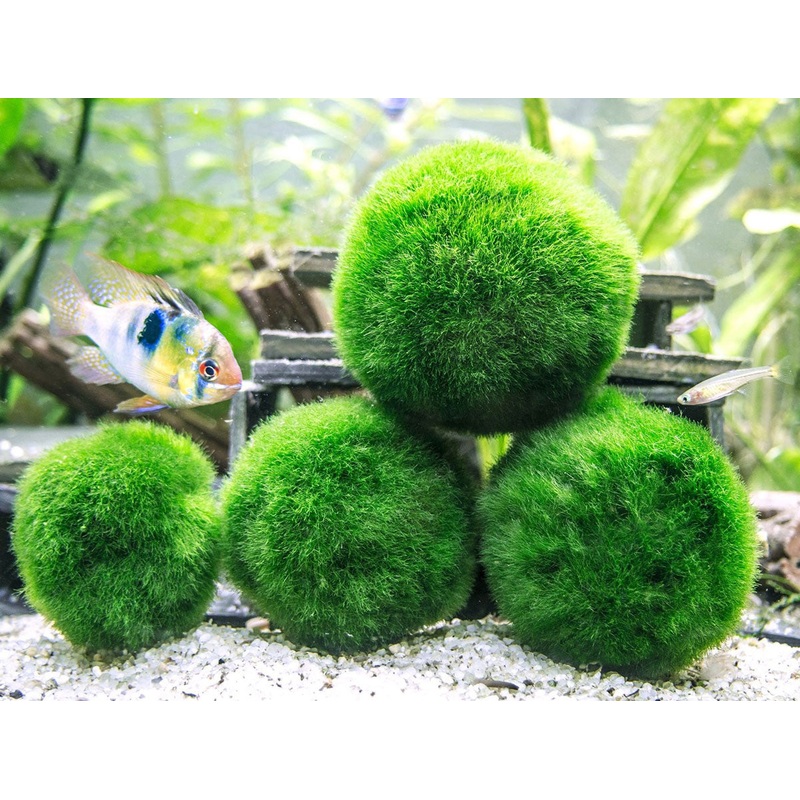 Giant Marimo Moss Balls (1.5-2 inch) 1 Marimo (1.5 to 2 inches)