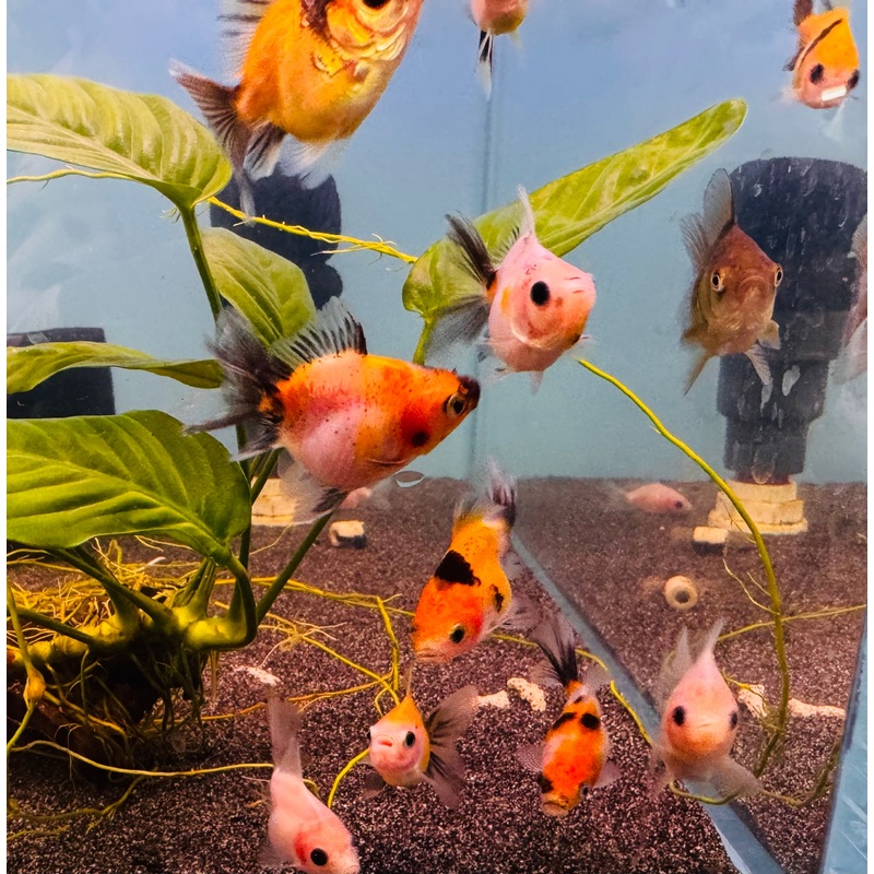 Gold Fish – Oranda 1 Oranda 3cm