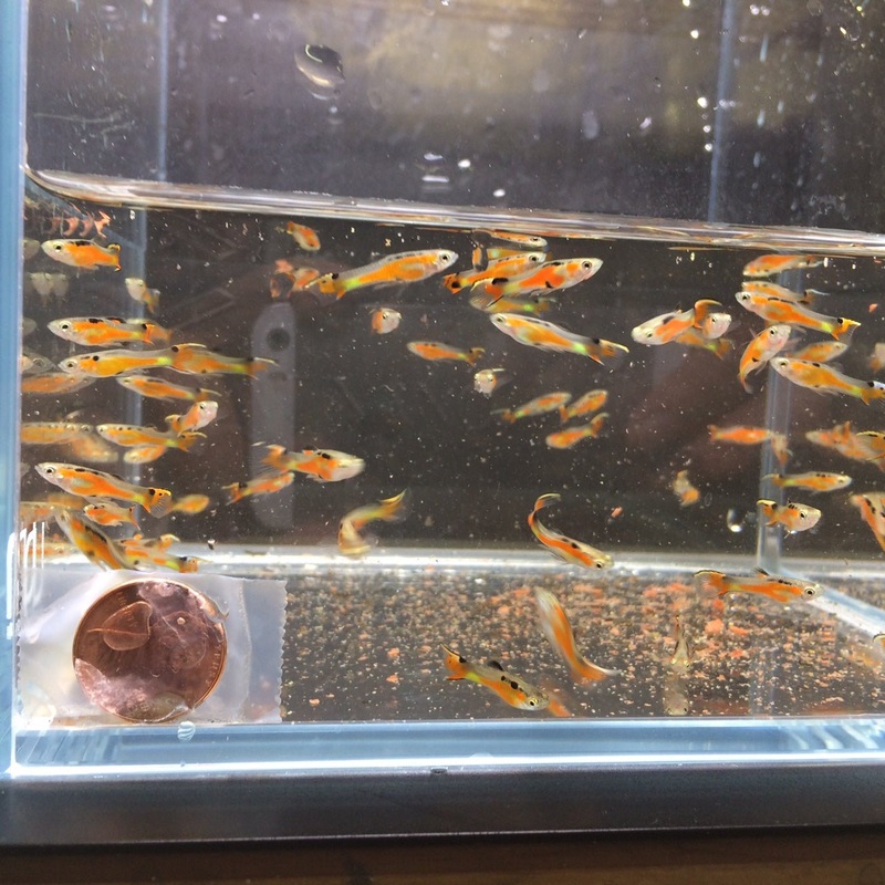 HiFin Red Endler