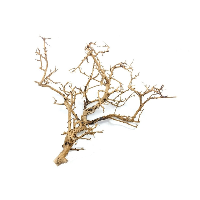 Tiny Ramous Wood / 20-50CM / pc