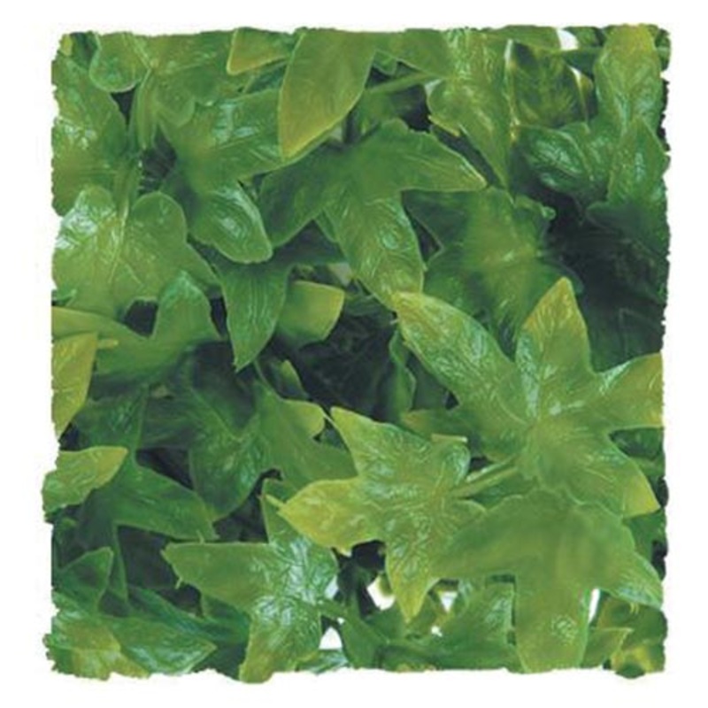 Zoo Med Natural Bush Congo Ivy Hanging Plant Small – 14 in