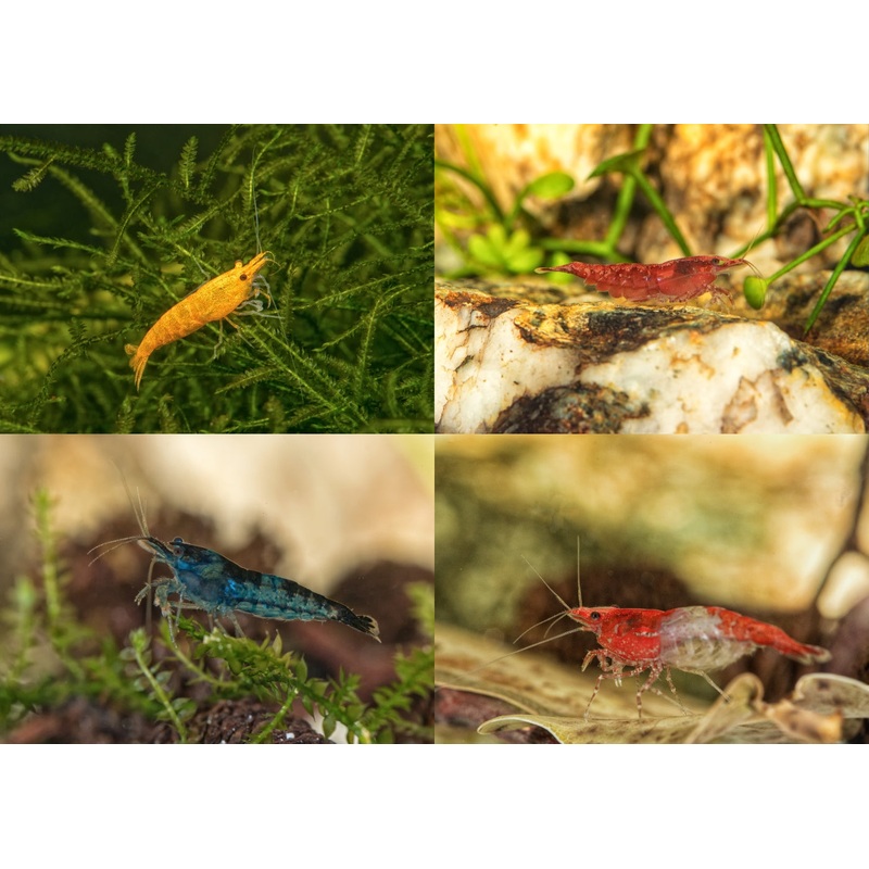Cherry Shrimp – Assorted colours 0.5-1cm