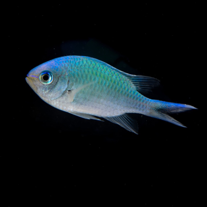 Green Chromis Damsel 1 Lot