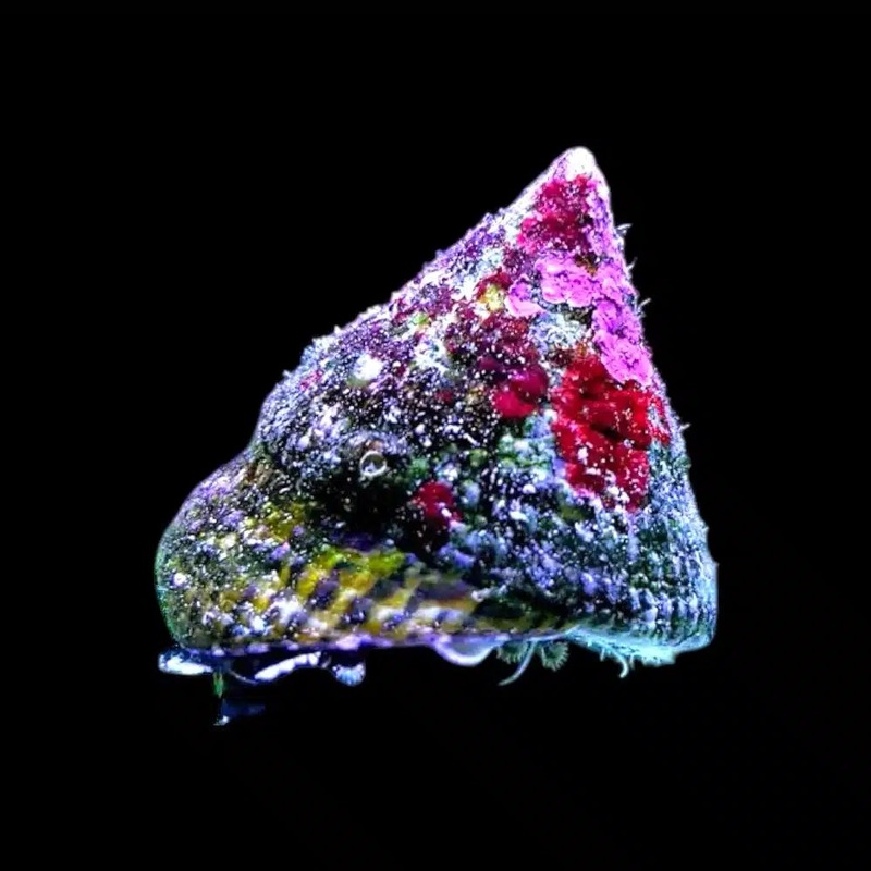 Trochus Snail – Marine 2-4cm