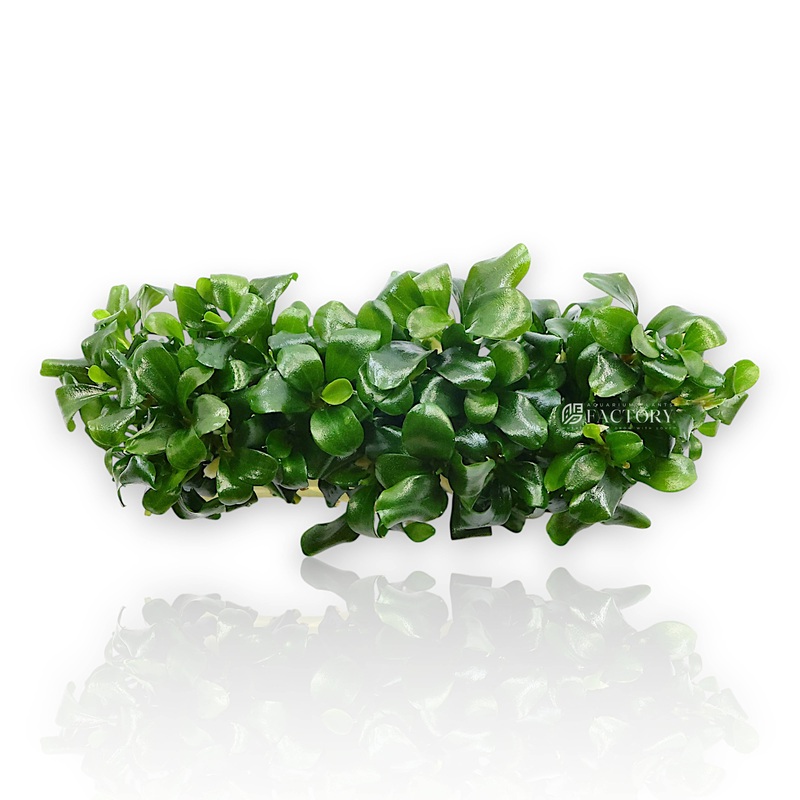 Bucephalandra sp. Sintang Vitro Culture