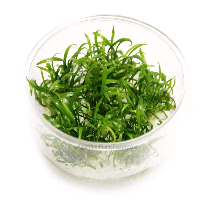 Cryptocoryne Parva Vitro Culture Bag / Cup [ PACKAGING MAY VARY! TISSUE CULTURE PLANTS MAY BE GROW IN A VITRO BAG OR CUP ]