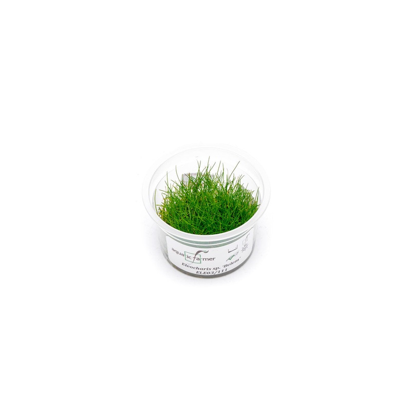Eleocharis Belem Aquatic Farmer Tissue Culture