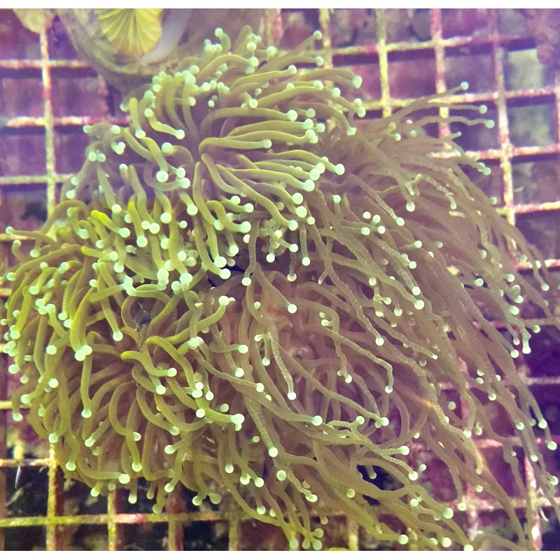 Indo – Torch Gold