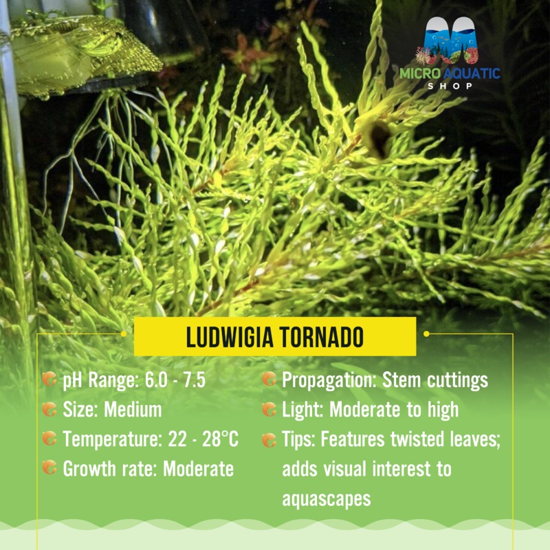 Ludwigia Tornado 1 stem (emersed)