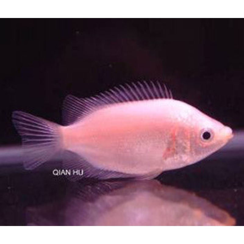 Pink Kissing Gourami – Balloon 5-7cm