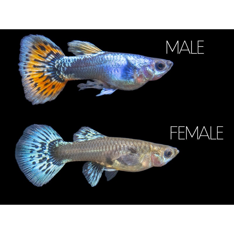Platinum Red Mosaic Guppy (Poecilia reticulata), Males and Females, Tank-Bred! 1 Male/Female Pair