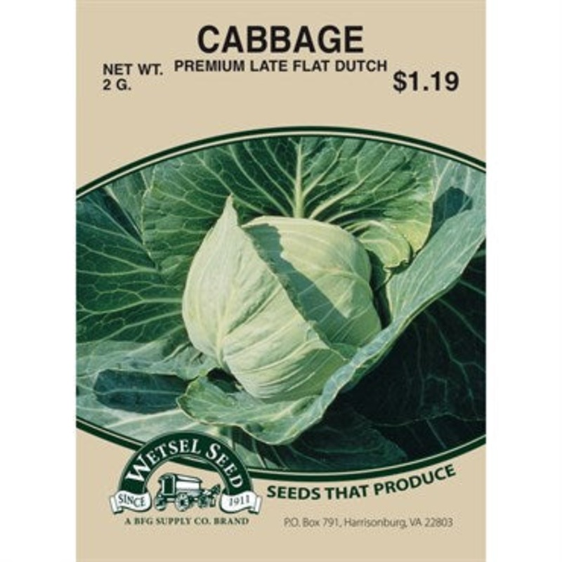 Wetsel Seed Cabbage – Late Flat Dutch