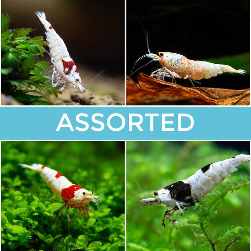 10 Assorted Crystal Shrimp Imported