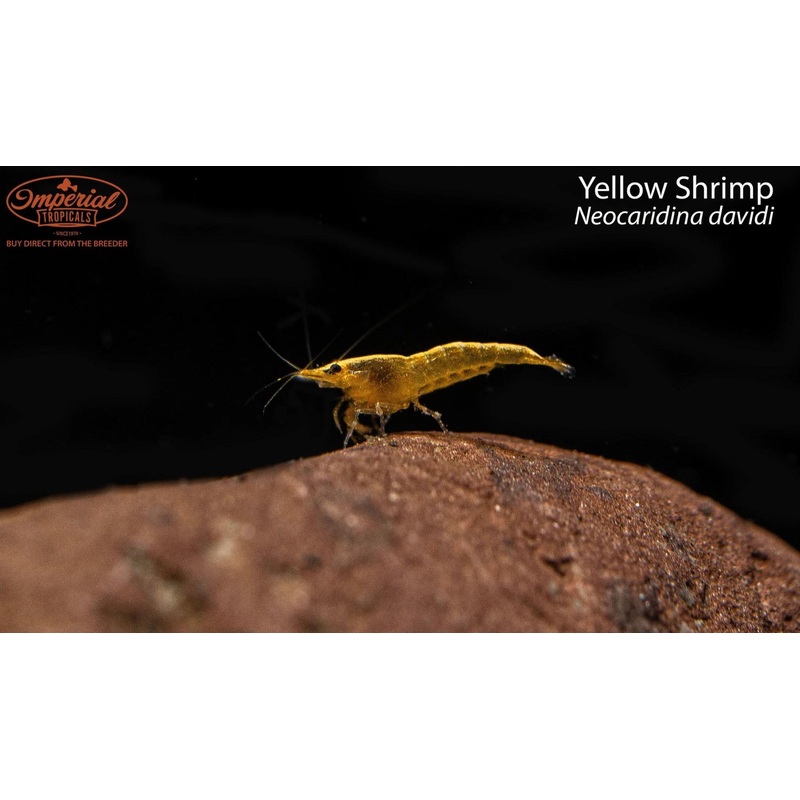 BOGO Yellow Shrimp (3 Pack) 0.25-0.75″ Unsexed