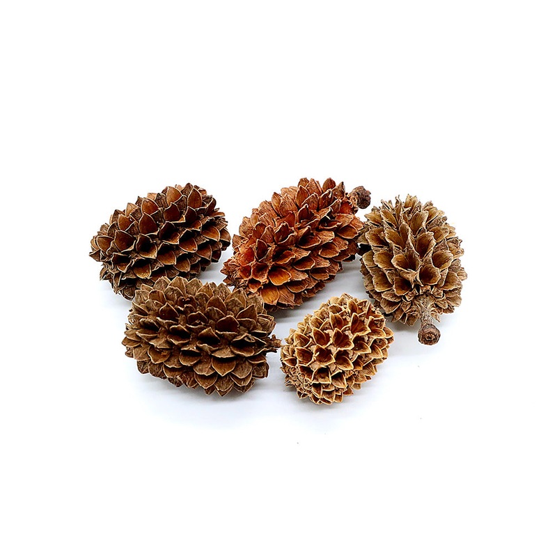 Casuarina Pine Pods (Casuarina equisetifolia) Pack of 6