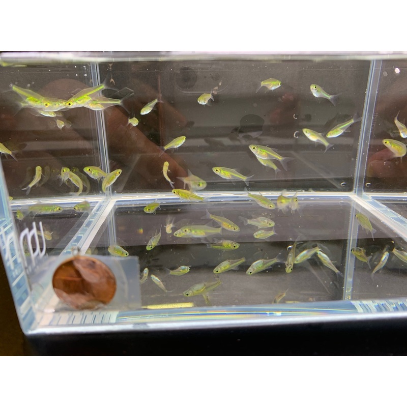 Green Neon Rasbora