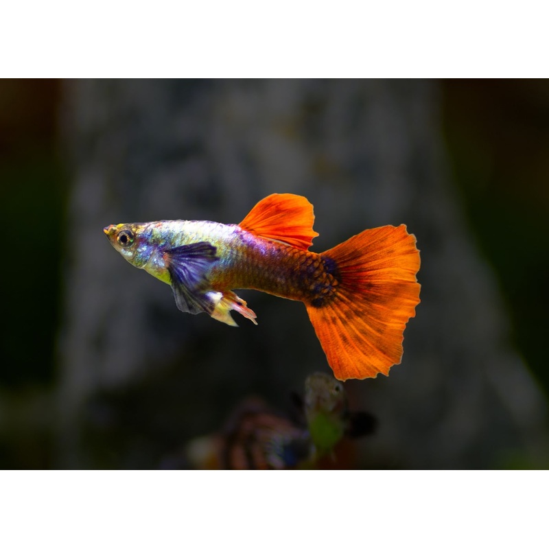 Guppy Male Elephant Ear Red 3-3.5cm