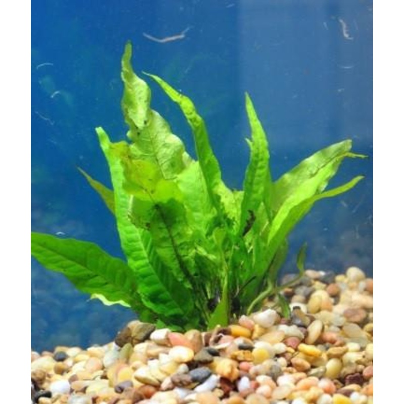 Java Fern 1 Bunch