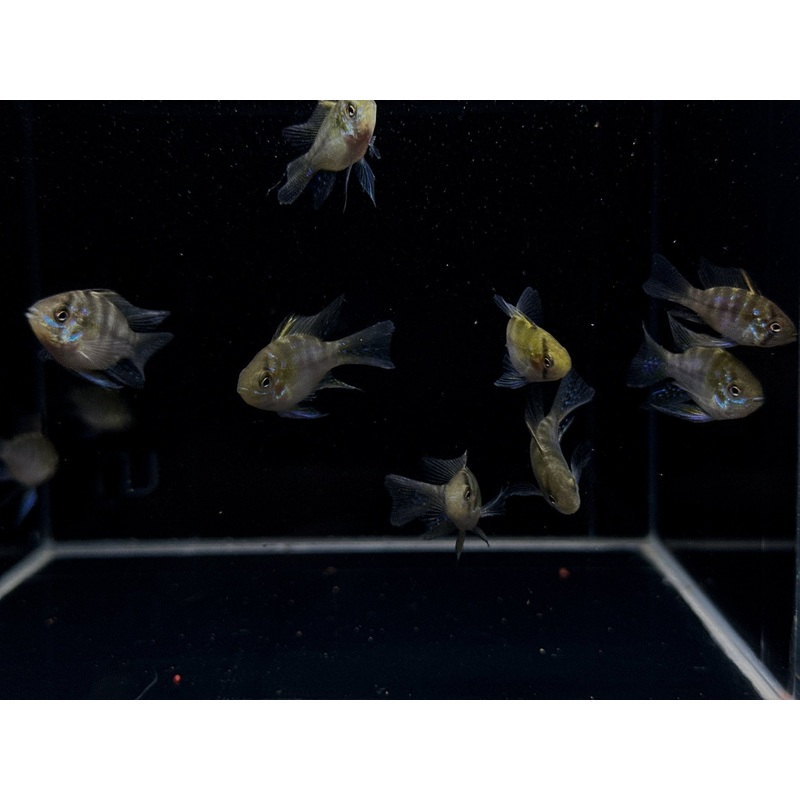 Longfin Blue Balloon Ram