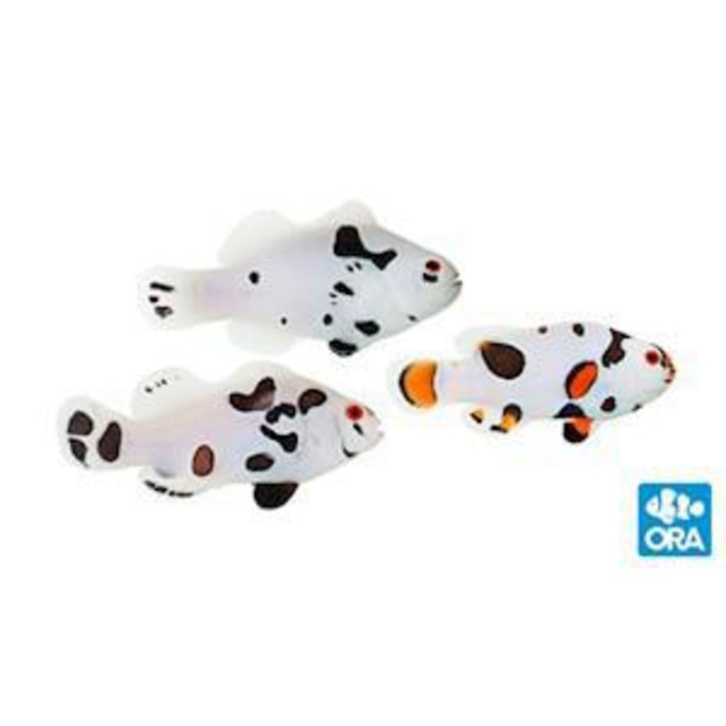 ORA Hybrid Storm Clownfish (ocellaris x percula)