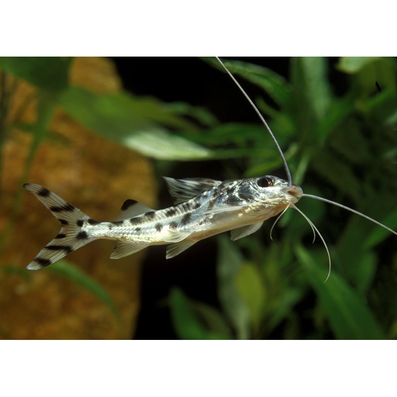 Pictus Catfish 3-5cm