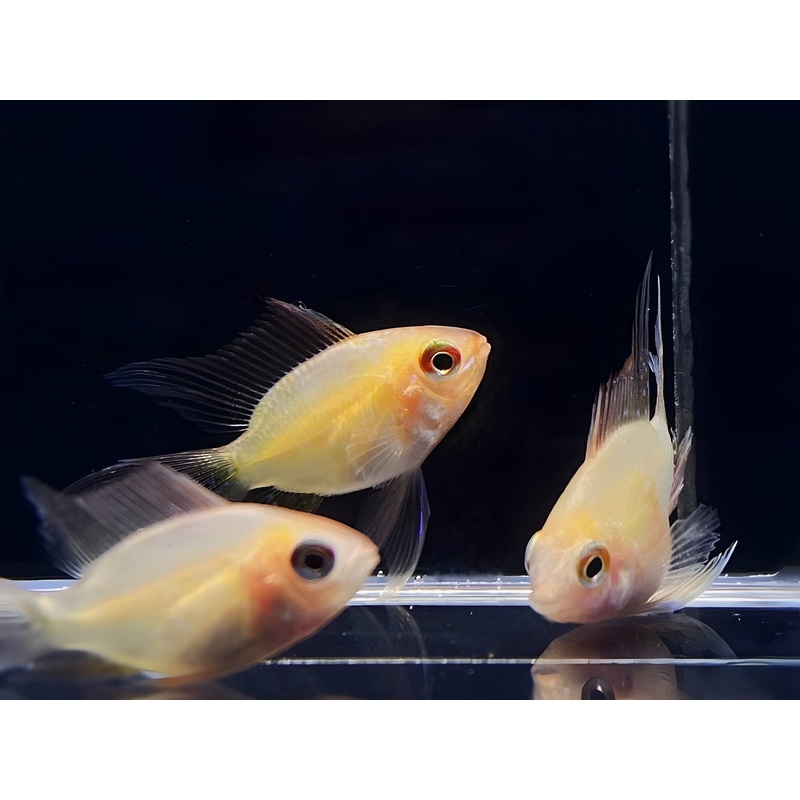 Sunkist Balloon Ram