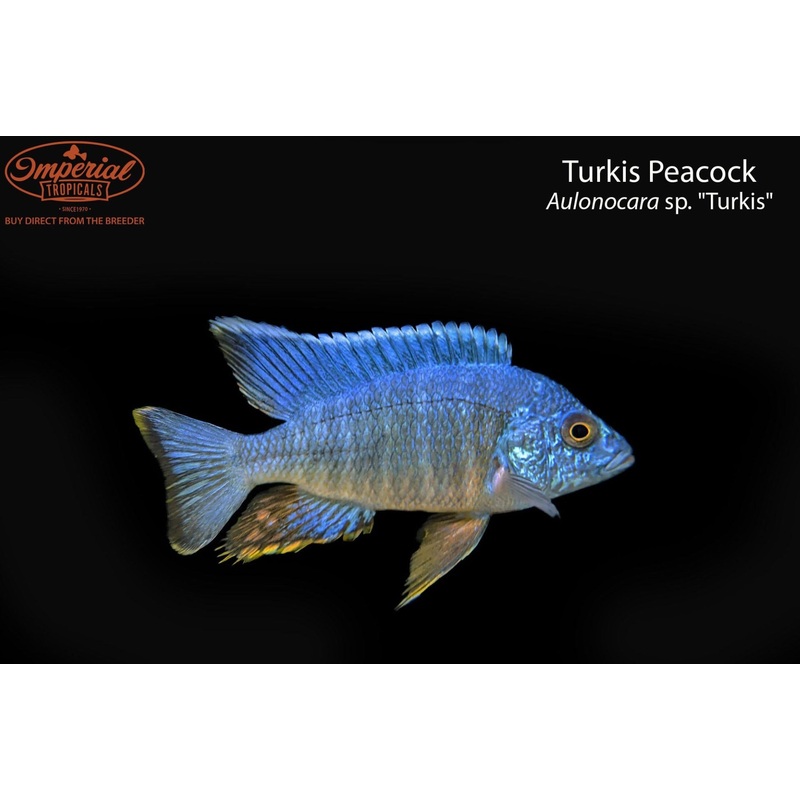 Turkis Peacock 1-2 Unsexed