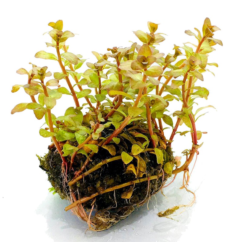 Wabi Kusa (Ludwigia sp guinea ‘RED LIP’)