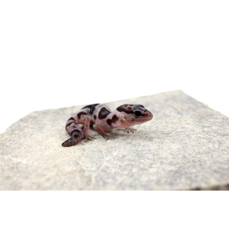 Whiteout Fat Tail Gecko
