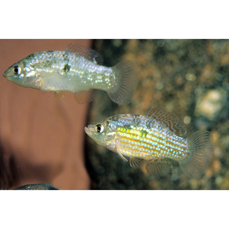 American Flag Killifish