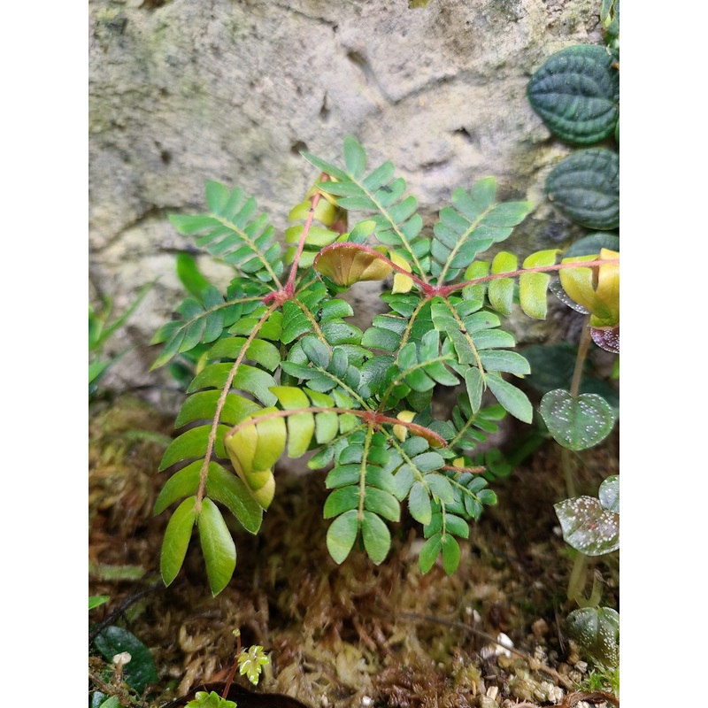 Biophytum sp. “Robs Violet Barn” Rooted Specimen