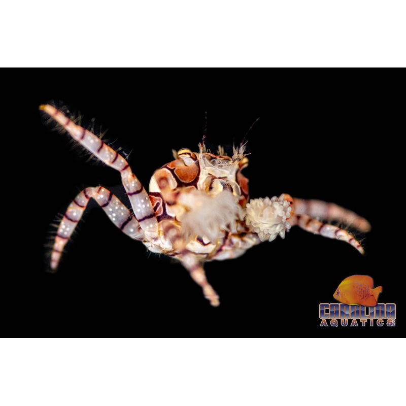 Crab – Pom Pom
