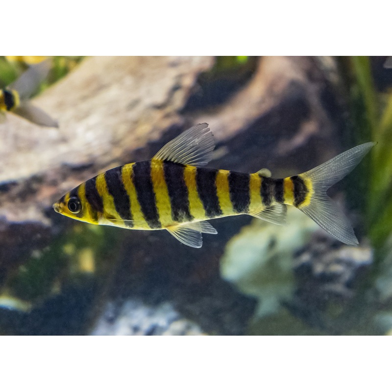 Leporinus – Banded 5-7cm