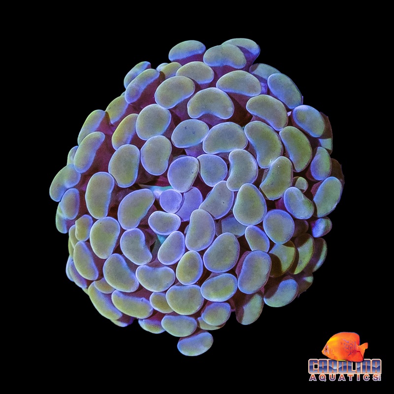 Frag – Blue Rim Gold Hammer Frag