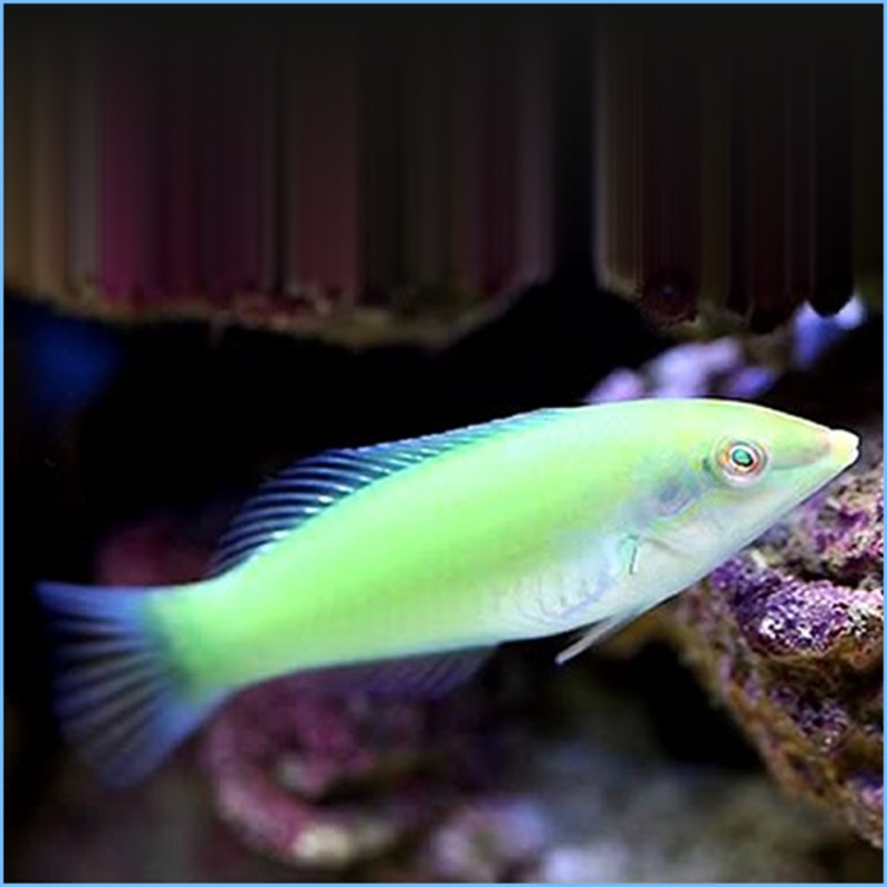 Green Coris Wrasse