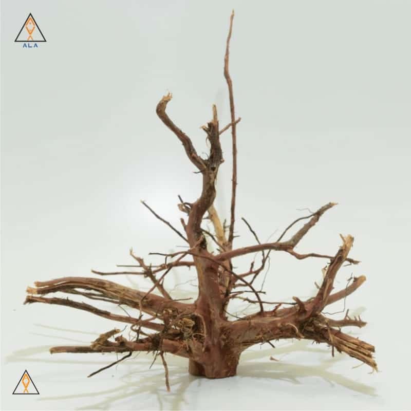 Kakado Wood Showpiece #22224 – ALA