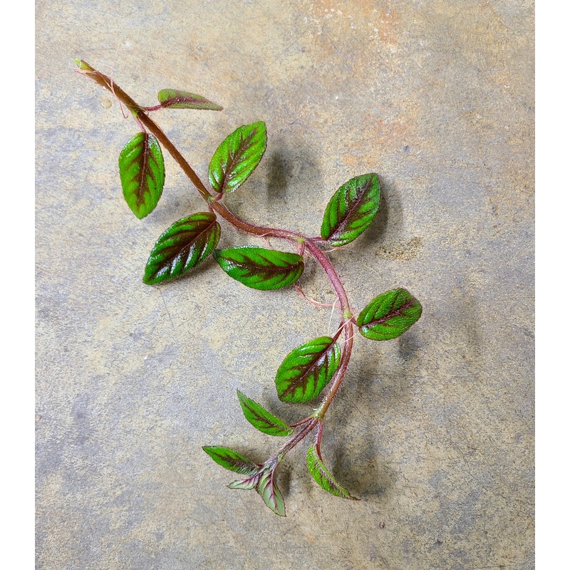 Paradrymonia campostyla 8-12 leaf cutting
