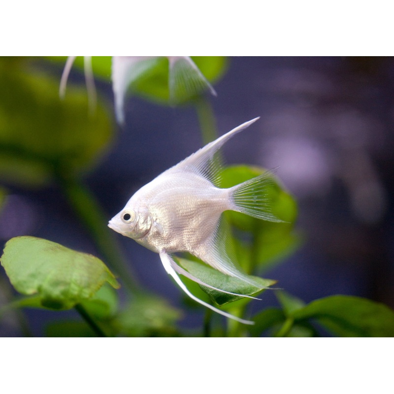 Platinum Angelfish 3-5cm