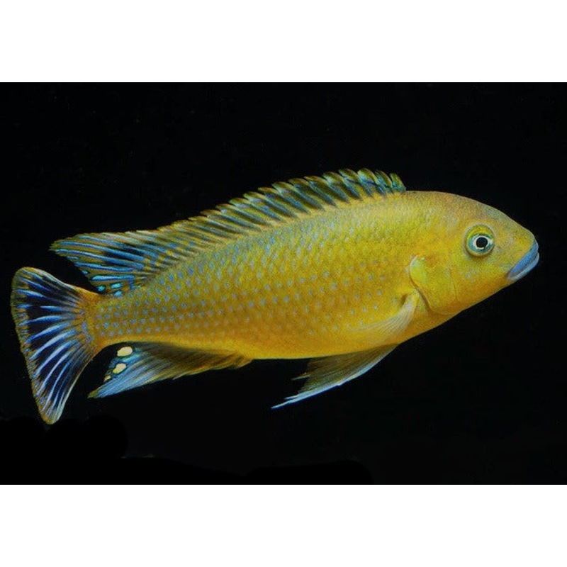 Pseudotropheus – Williamsi Blue Lip 4-5cm