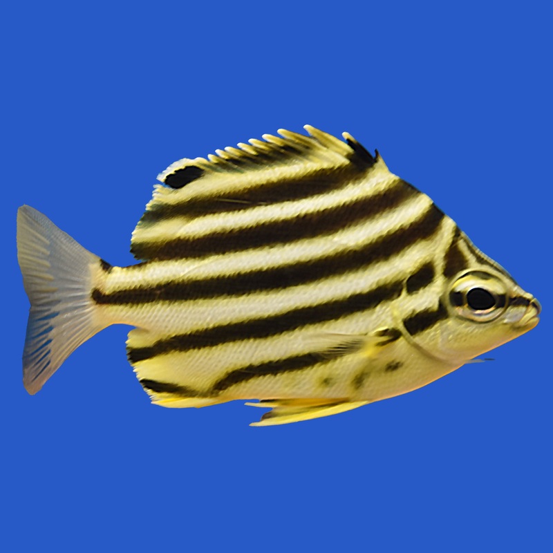 Stripey Small (under 2 inch)