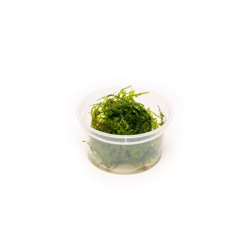 Vesicularia Sp Anchor Moss