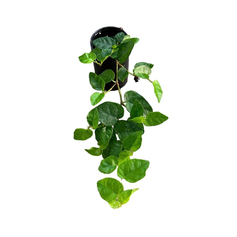 Ficus pumila 12-20 leaf cutting