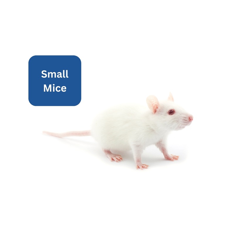 Frozen Mice – Small 1 Pack