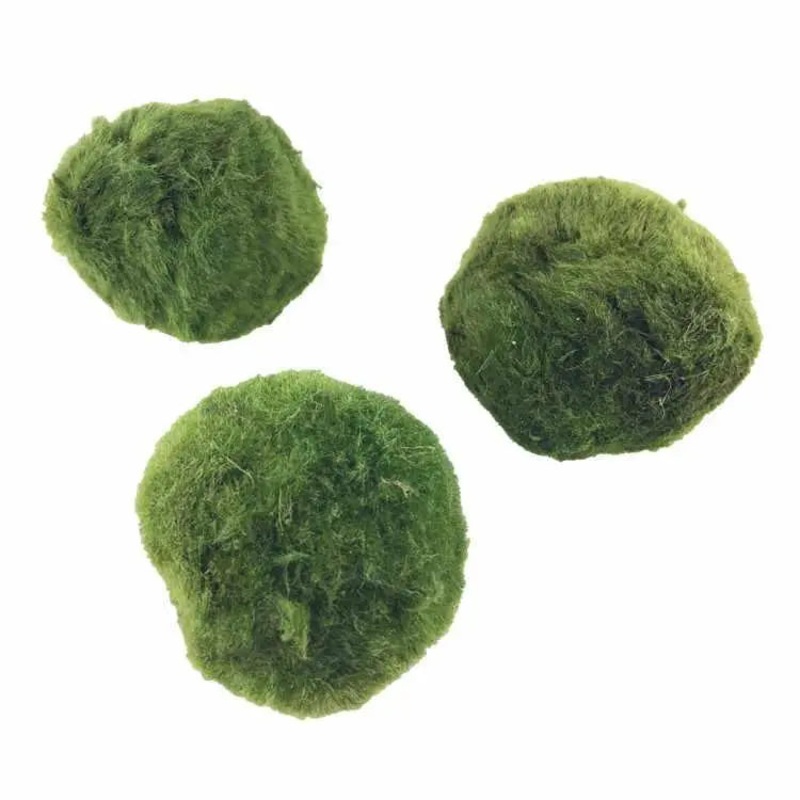 Marimo moss ball – 3cm (Set of 2)